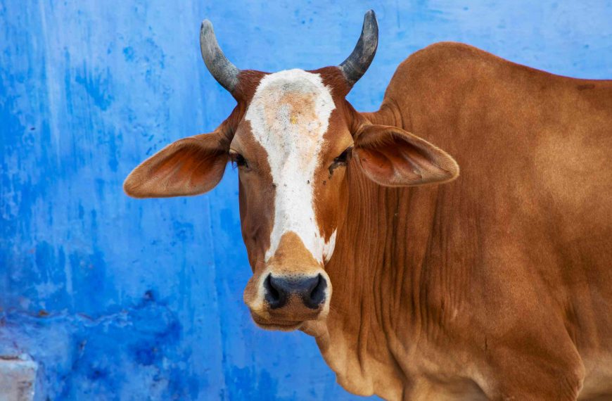 Devon meat farm: Vipin Malhotra fears cows will become slaves