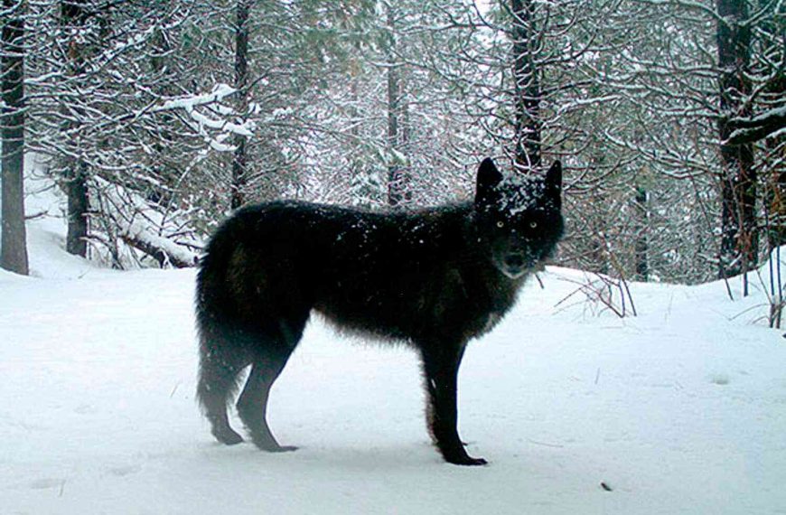 Death of 8 wolves and missing livery cab driver linked
