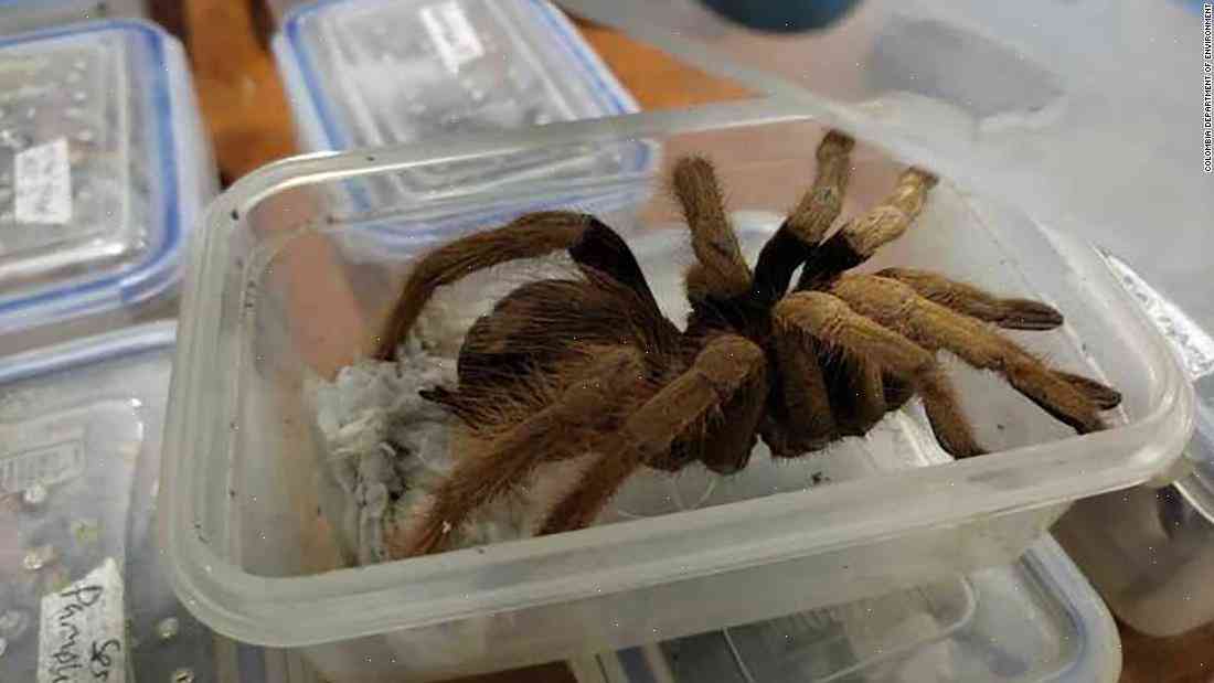 Tarantulas found trucked from Colombia to Germany